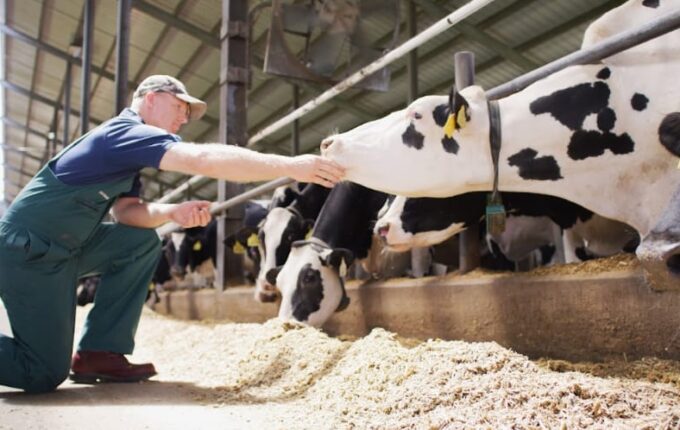 Agroleite: Elanco destaca 90 Dias Vitais para a pecuária leiteira
